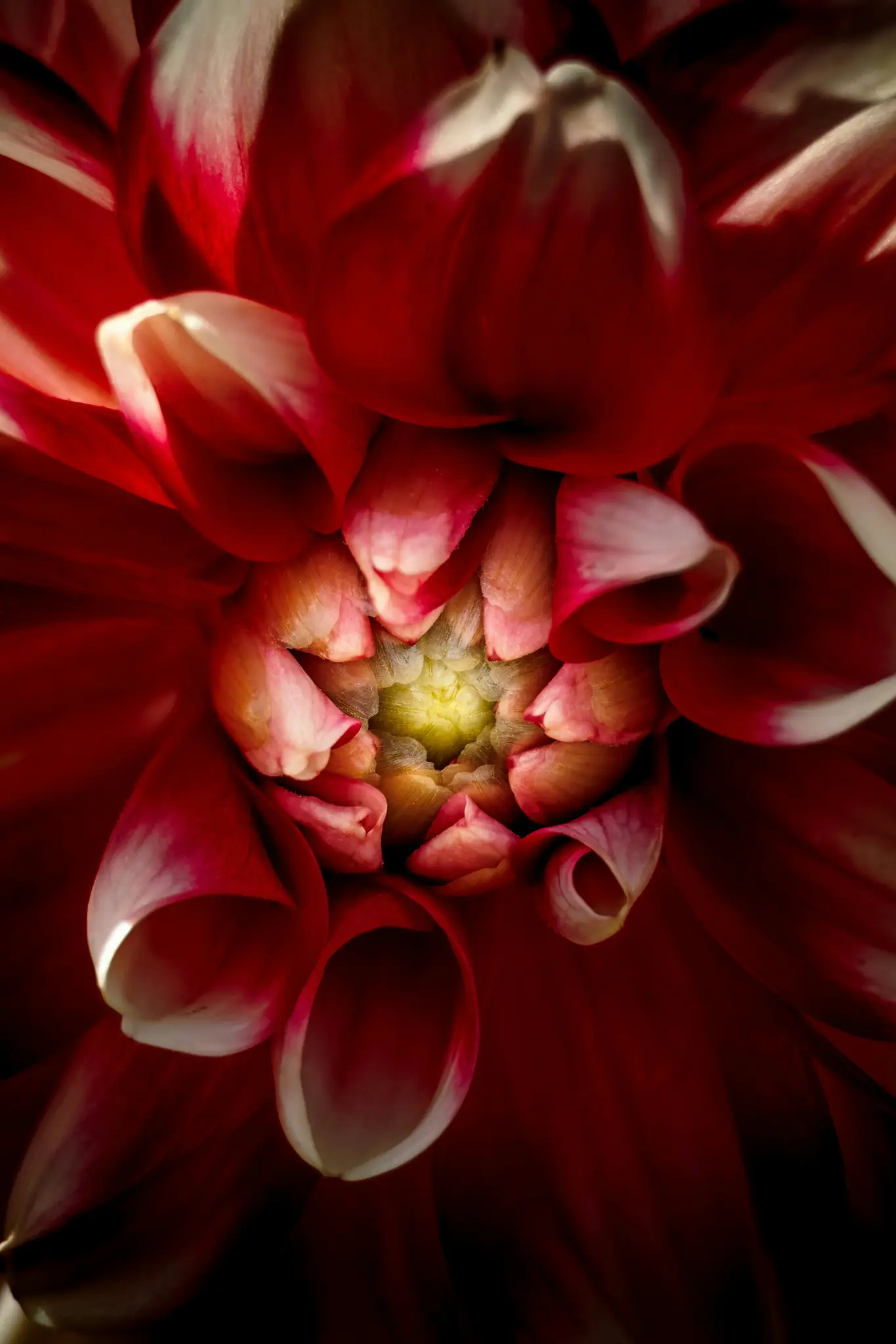 A vibrant, detailed close-up of a red dahlia flower. The petals are a deep crimson with white tips, spiraling around a…