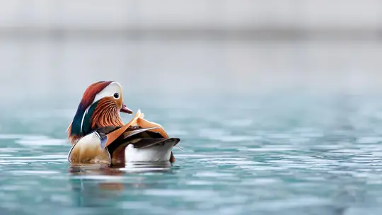 A vibrant mandarin duck with intricate orange, blue, white, and brown feathers swims in calm, teal-colored water.