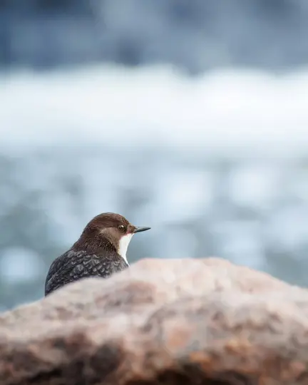 A small brown and white bird with a dark beak sits on a textured brown rock, looking right. The background is a soft blur…