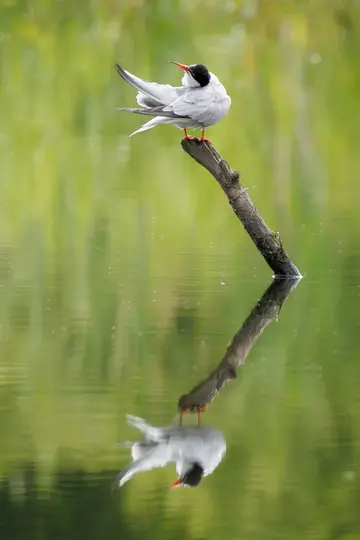 A white tern with a black cap and red beak perches on a dark branch emerging from calm water, its reflection visible below.