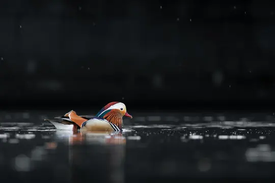 Un pato mandarín de vivos colores con plumaje naranja, blanco, verde y azul nada en aguas oscuras y tranquilas con visibles…