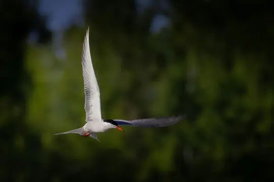 A white bird with a black head and orange beak is captured in mid-flight, wings spread, against a soft, blurred green…