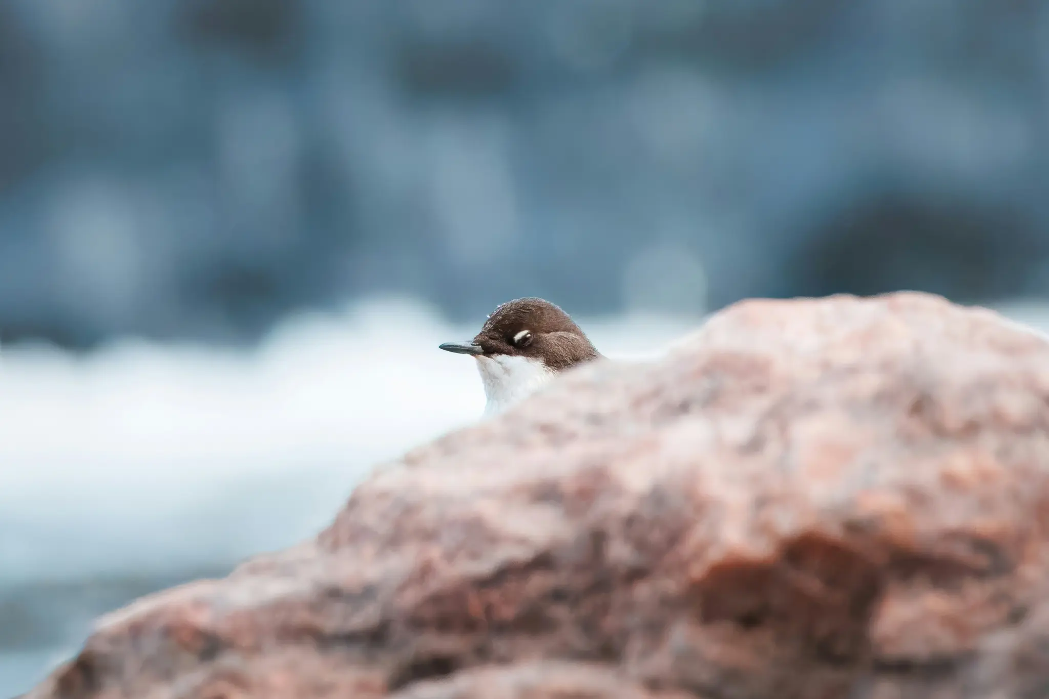 A small bird with a dark brown head and white chest peeks from behind a large, blurry reddish-brown rock. The background is…