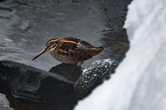 A brown and white snipe with a long, thin beak stands in dark, shallow water next to snow-dusted rocks.