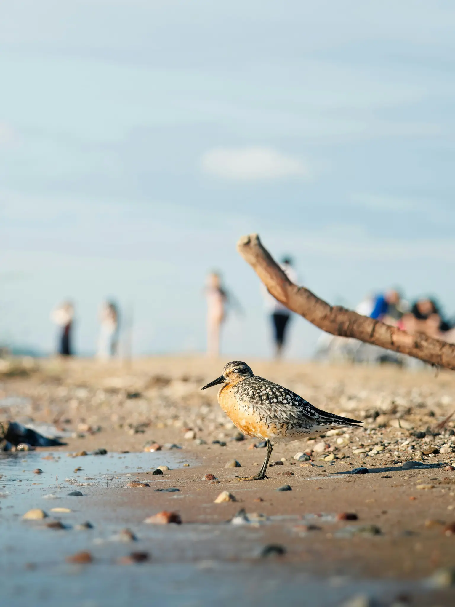 A small bird with speckled brown, white, and orange feathers stands on a wet, sandy beach with small rocks. Blurred people…