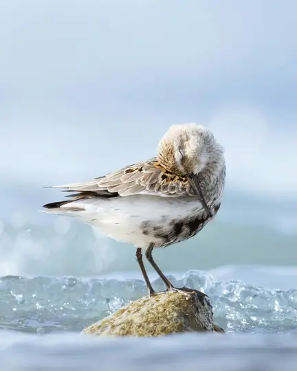 A small shorebird, possibly a dunlin, stands on a wet rock in shallow water, preening with its head tucked into its back.