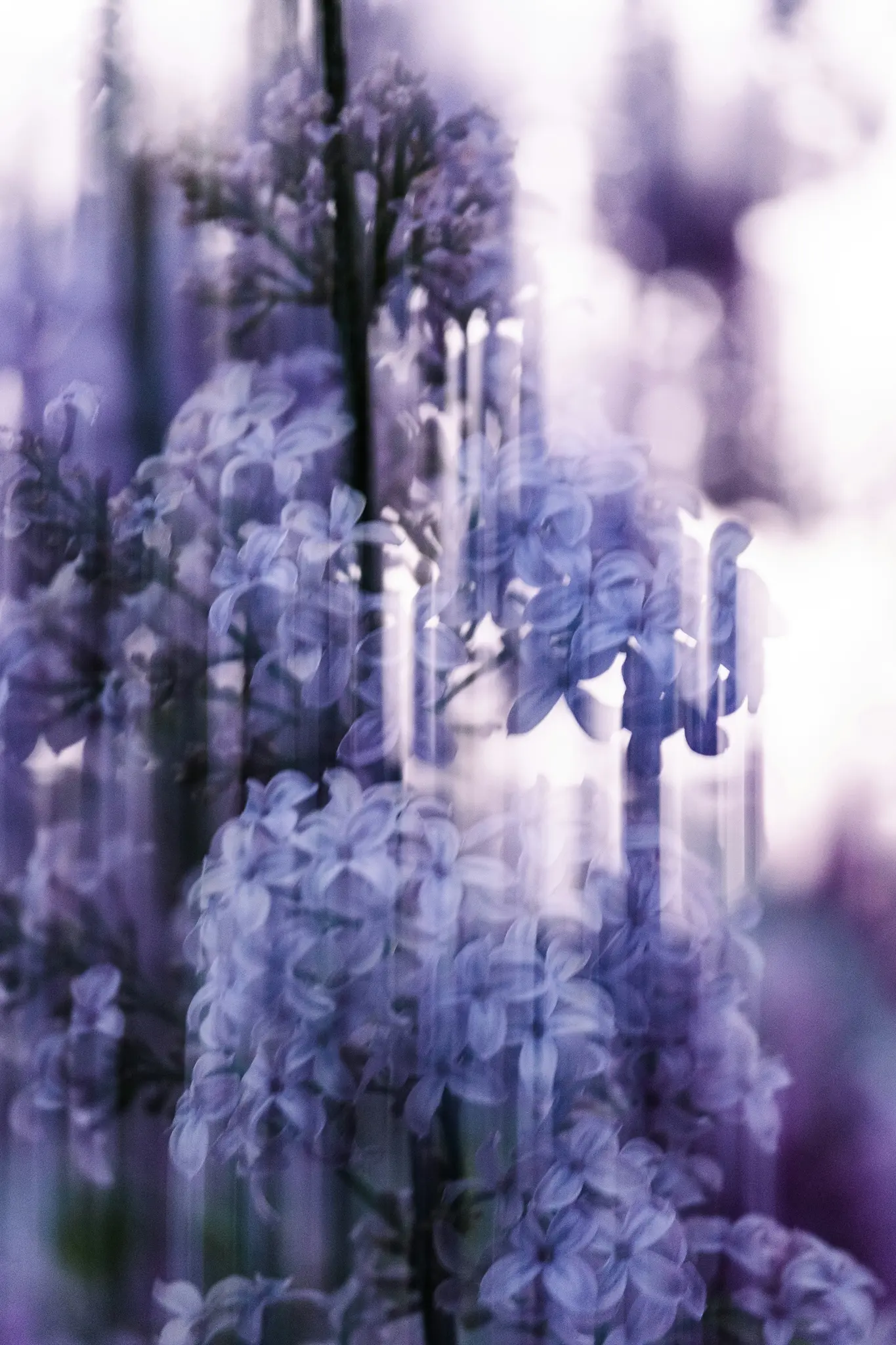 A close-up, soft-focus photograph of purple lilac flowers with a strong vertical motion blur effect, creating a dreamy…