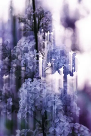 A close-up, soft-focus photograph of purple lilac flowers with a strong vertical motion blur effect, creating a dreamy…