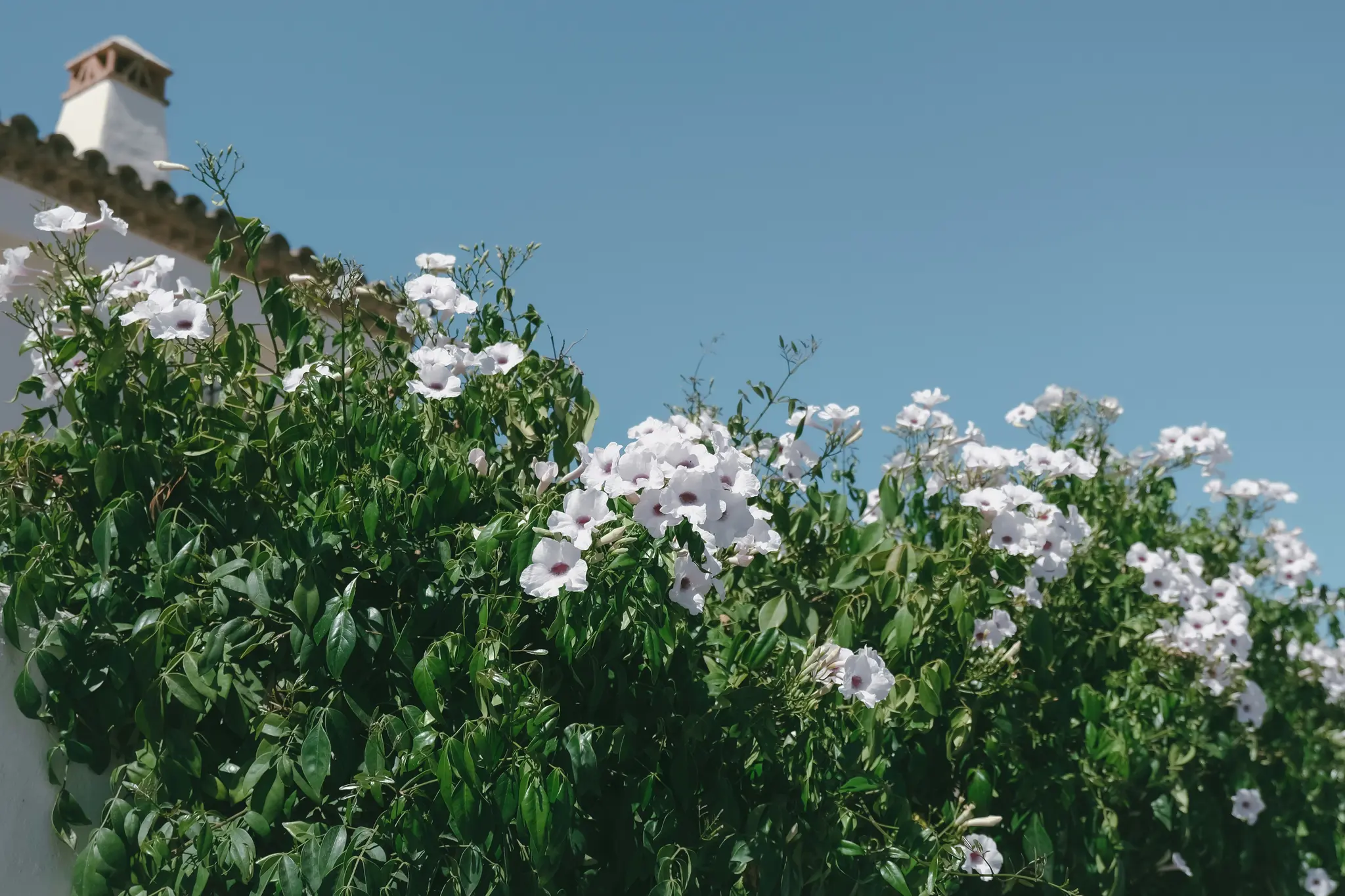 En levende grøn busk med talrige hvide trompetformede blomster, hver med en lilla midte, mod en klar blå himmel.
