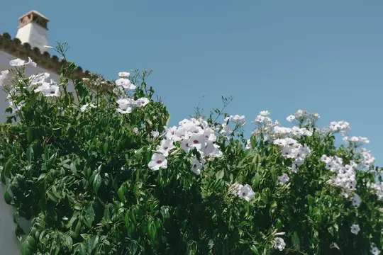 Ένας ζωηρός πράσινος θάμνος με πολυάριθμα λευκά άνθη σε σχήμα τρομπέτας, το καθένα με μωβ κέντρο, σε φόντο καθαρού γαλάζιου