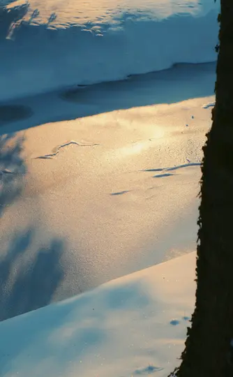 En vinterscene med sne, der reflekterer gyldent sollys og kaster lange blå skygger, indrammet af en mørk træstamme til højre.