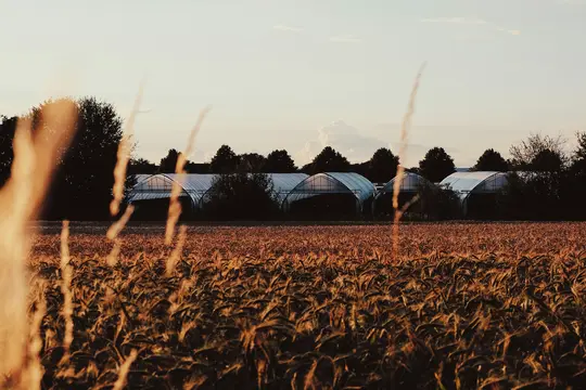 Et bredt billede af en gylden afgrødemark i forgrunden med flere hvide, buede drivhuse i mellemgrunden.