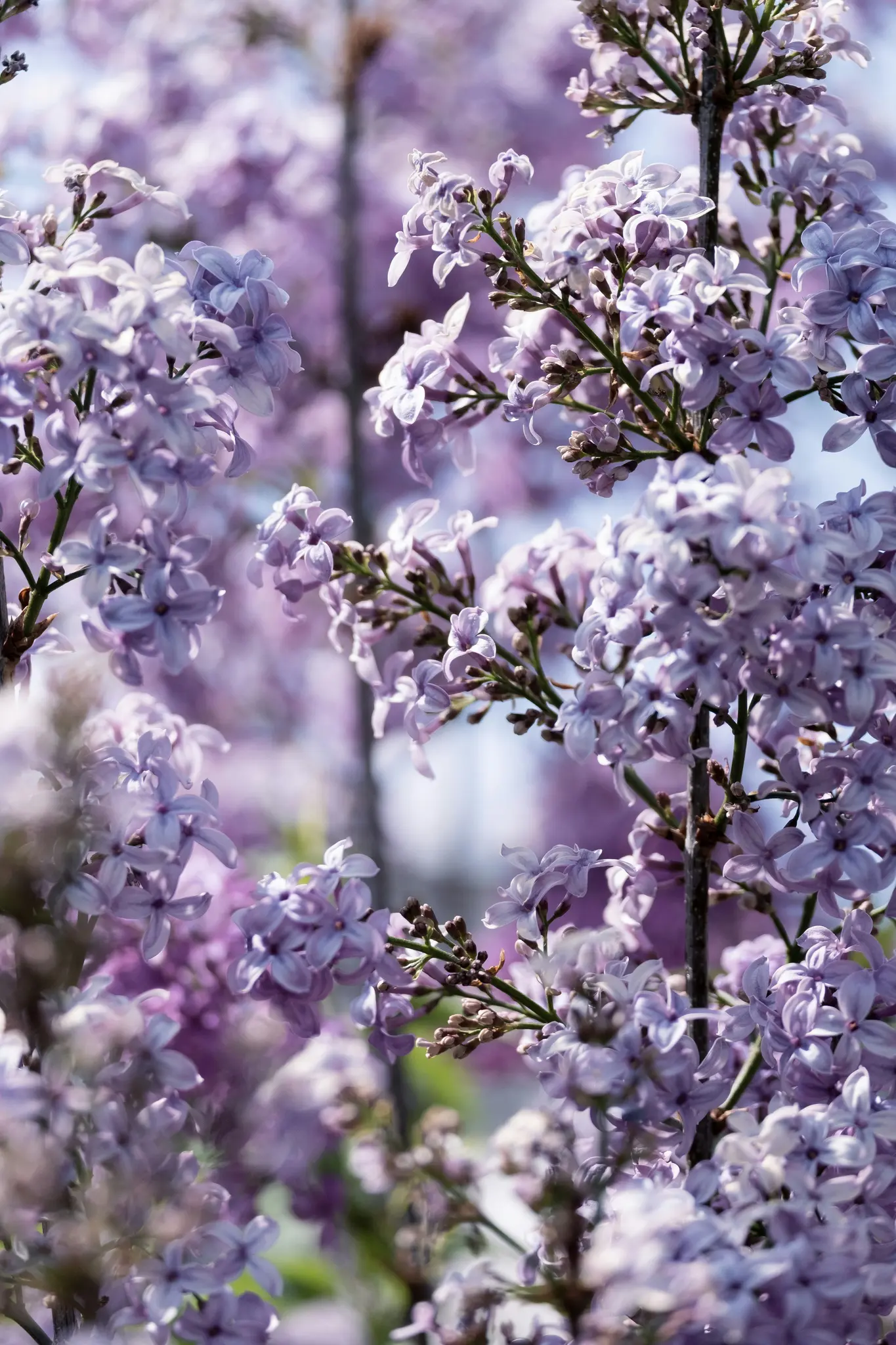 A close-up shot of numerous light purple lilac flowers in full bloom, with some buds visible on green stems.