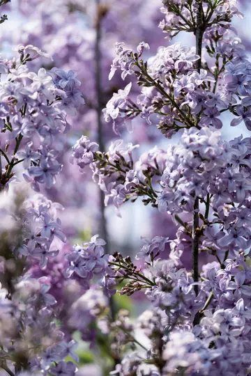 A close-up shot of numerous light purple lilac flowers in full bloom, with some buds visible on green stems.