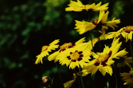 A close-up shot of several bright yellow flowers with dark red-brown centers, standing against a blurred dark green…