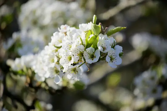 Et detaljeret nærbillede af en klynge små hvide blomster med grønne blade, sat mod en blød, sløret baggrund.