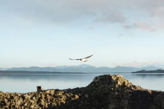 En fugl med mørkt hoved og hvid krop flyver hen over et roligt vandområde, med fjerne bjerge under en overskyet himmel.