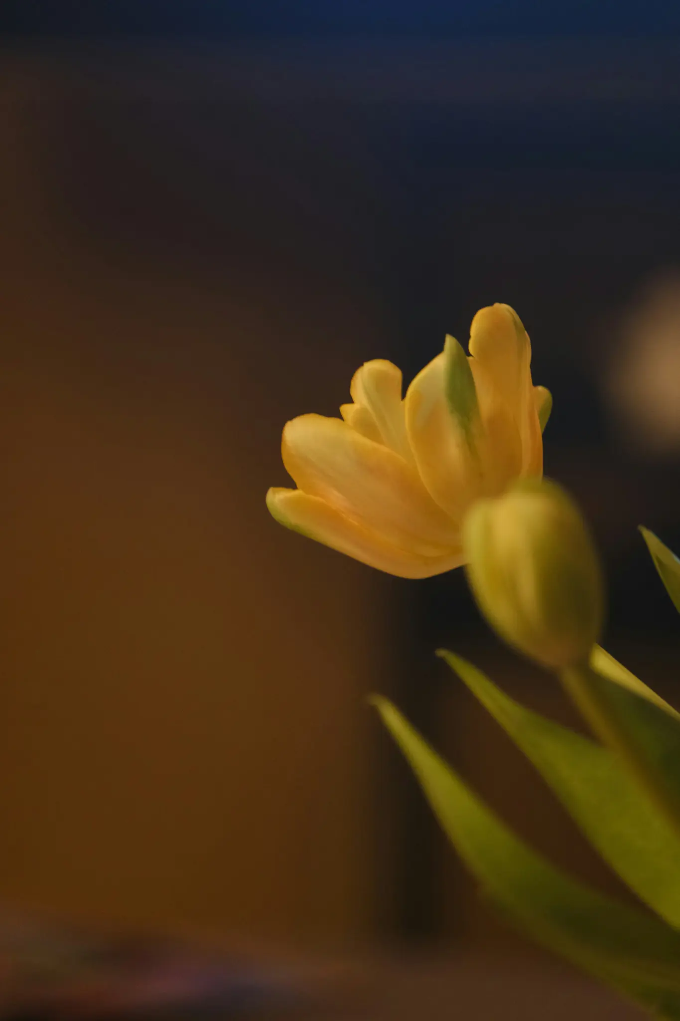 Detailní záběr, mírně zešikma, na žlutý tulipán se zelenými stopami na okvětních lístcích, na tmavém, rozmazaném pozadí.