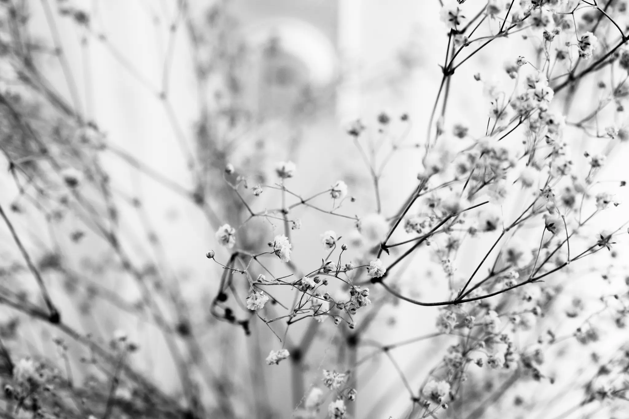Černobílá detailní fotografie květů gypsophily. Jemné bílé kvítky jsou rozptýlené na tenkých, tmavých stoncích na pozadí…