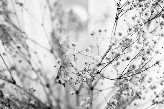 Et sort-hvidt nærbillede af skov-slørblomster. Delikate hvide blomster er spredt ud på tynde, mørke stilke mod en…