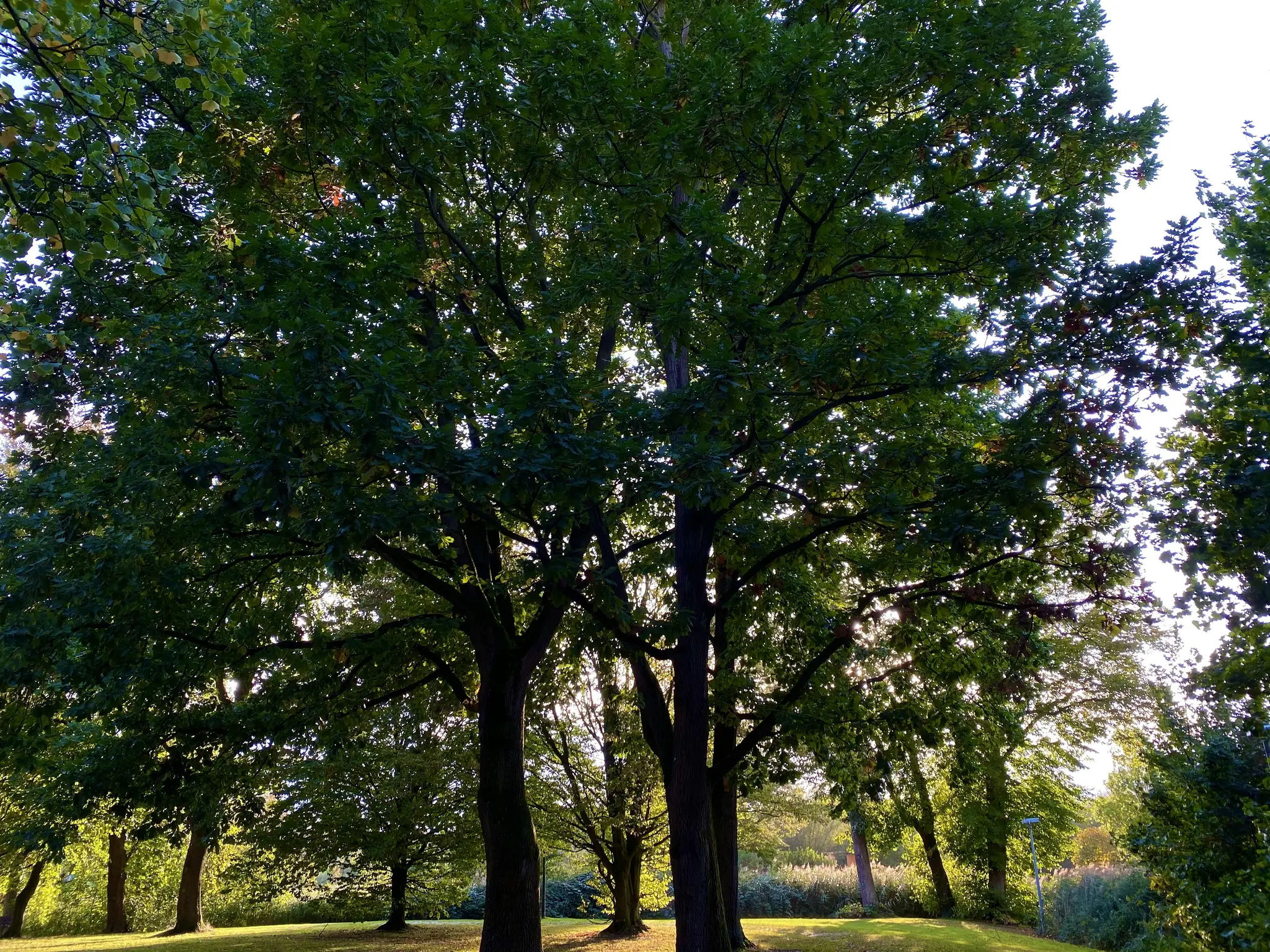 A vibrant photo of a park with large trees in autumn, their green leaves illuminated by golden hour sunlight.