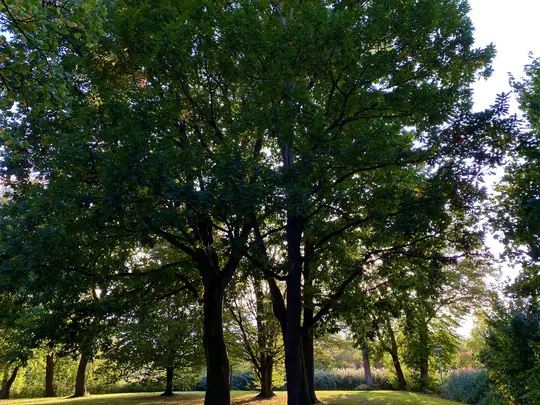 A vibrant photo of a park with large trees in autumn, their green leaves illuminated by golden hour sunlight.