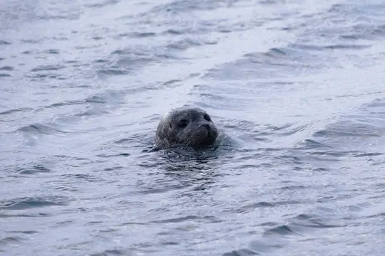 A grey seal's head emerges from the rippling blue-grey water, its dark eyes looking forward.