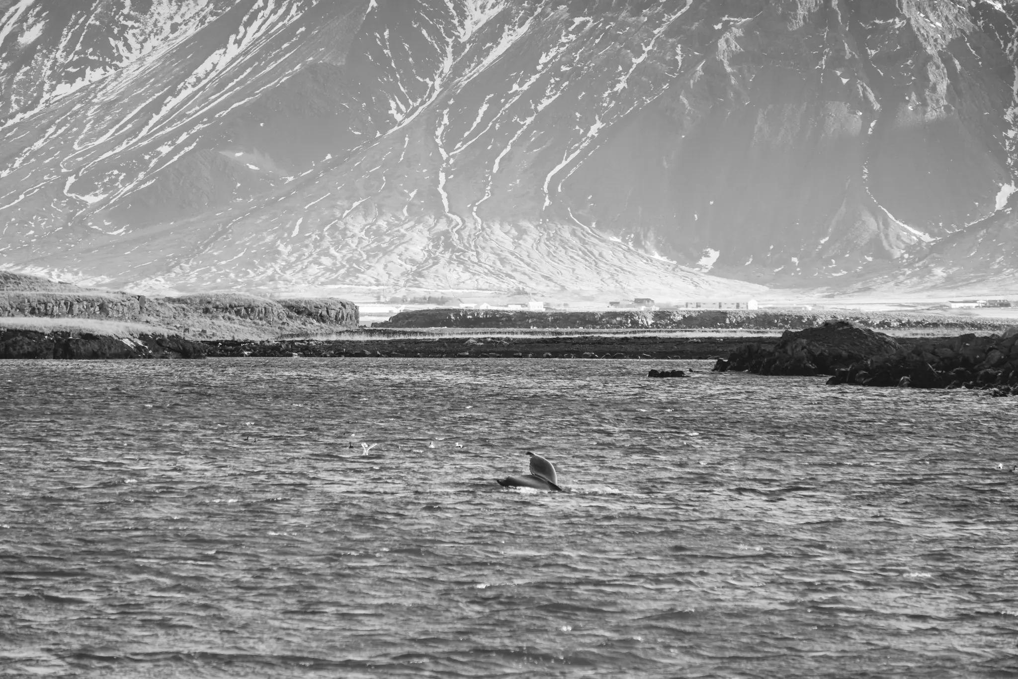 A black and white landscape shows a whale's tail emerging from choppy water, with a grassy shore and large mountains behind…