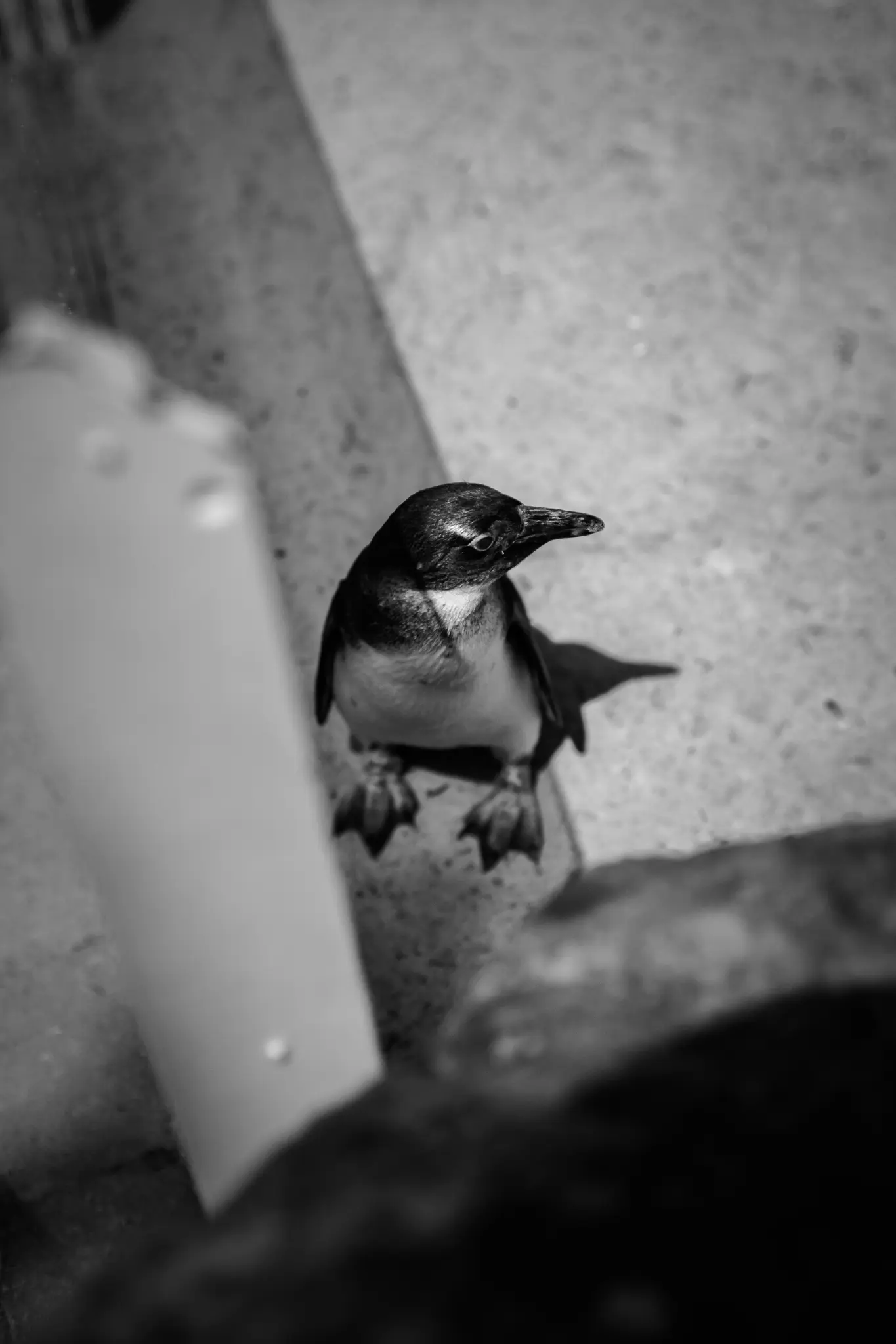 A black and white, high-angle close-up photo of a small penguin standing on a textured surface, looking up and right.