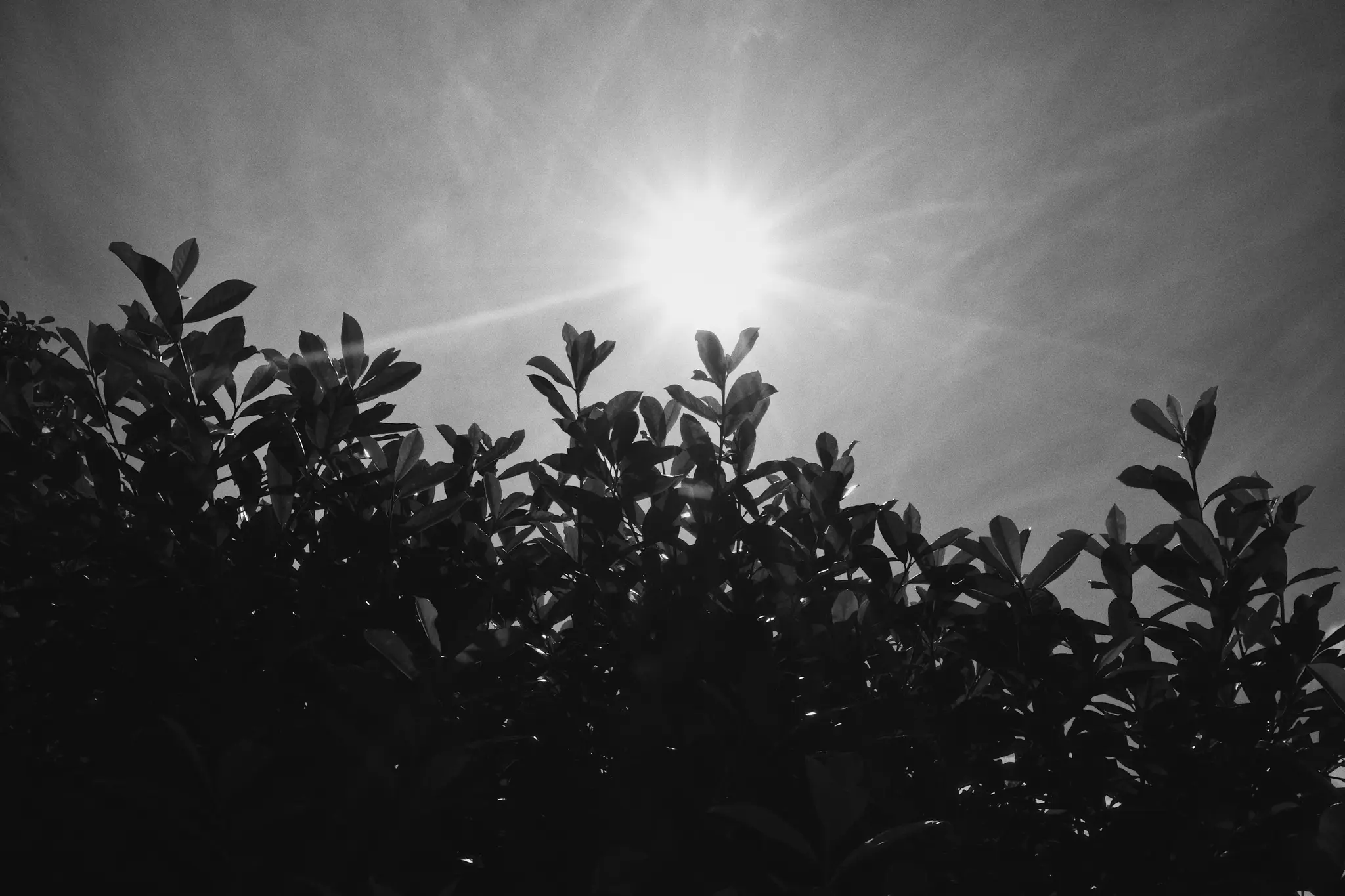 A black and white photo taken from a low angle, showing the sun at the top center, radiating light. Dark leaves fill the…