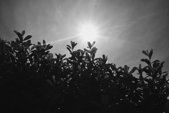 A black and white photo taken from a low angle, showing the sun at the top center, radiating light. Dark leaves fill the…