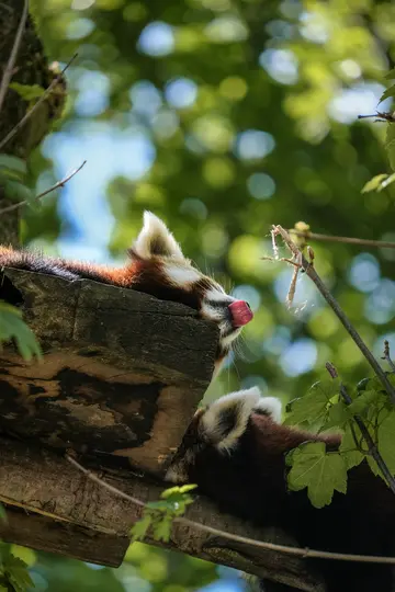 To røde pandaer hviler på en gren. Den ene røde panda er øverst og slikker sig på næsen, mens den anden er nedenunder.