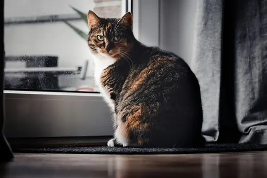 A domestic cat with tabby and white fur and green eyes sits on a dark mat, looking towards the viewer. A window is behind…