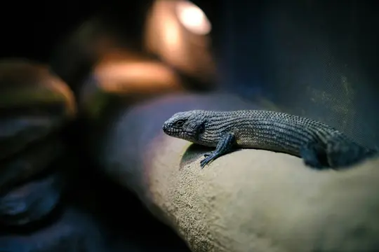 A blue-tongued skink with textured scales rests on a light brown surface, illuminated by a warm light from above.