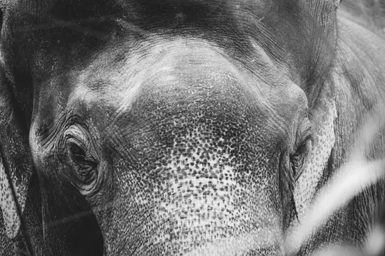 A detailed black and white close-up of an elephant's face, showing its wrinkled skin, eyes, and textured forehead.