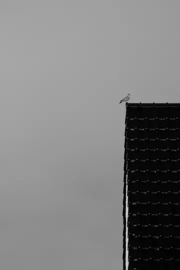 A black and white photo shows a small pigeon perched on the sharp peak of a dark, tiled roof against a light gray sky.