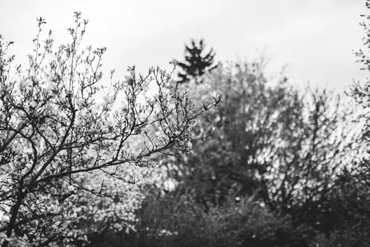 A black and white photo showing the delicate branches of a blooming tree with light flowers against a bright, overcast sky.