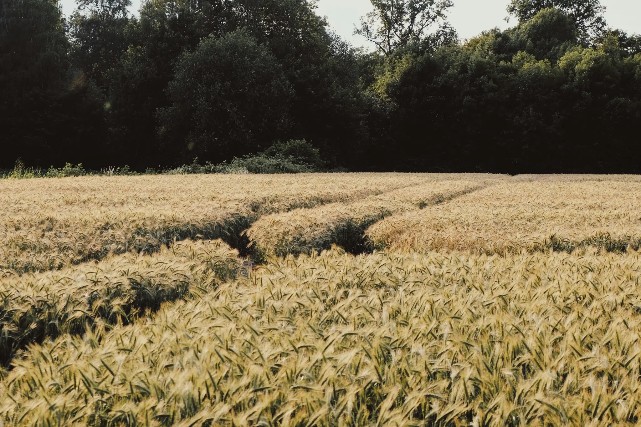 Una ripresa ampia di un campo di grano giallo oro sotto un cielo luminoso, con alberi verde scuro sullo sfondo.
