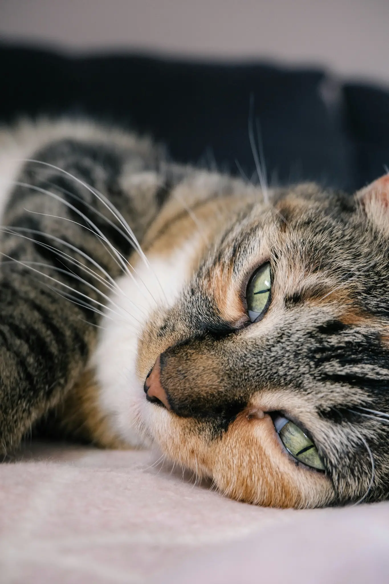 A close-up of a cat with tabby and calico fur, lying down. Its bright green eyes are open, reflecting light.