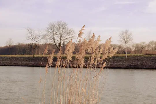 Tall, dry reeds stand in the foreground of a calm canal. Bare trees line the far bank, with a dense forest behind them.