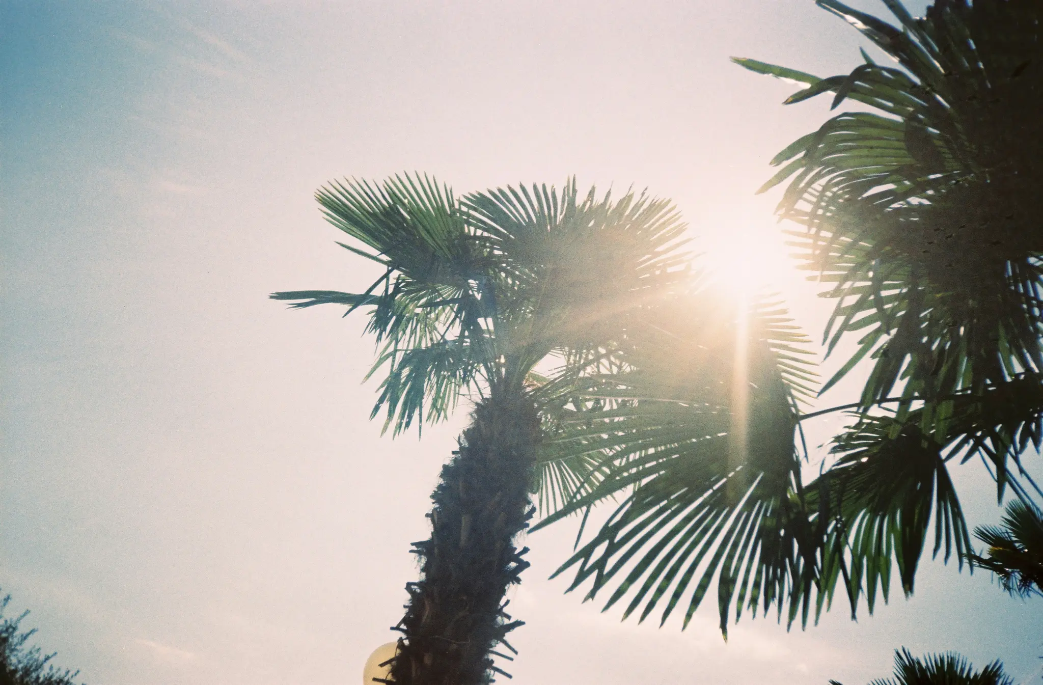 A low-angle photo shows bright sunlight bursting through the green fronds of several palm trees against a light blue sky.