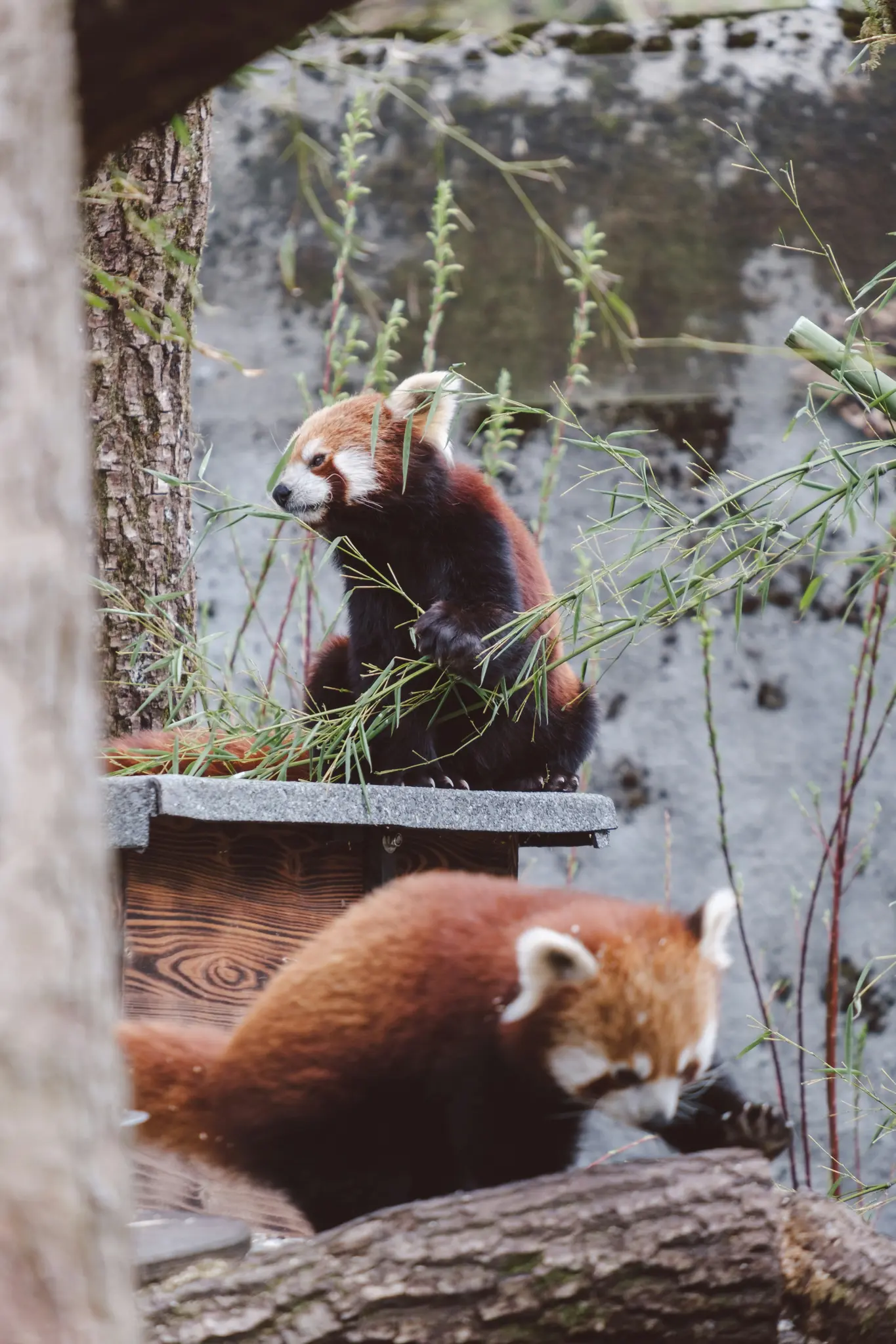 Due panda rossi si trovano in un recinto esterno. Uno è seduto su una piattaforma di legno, mangiando bambù. L'altro è