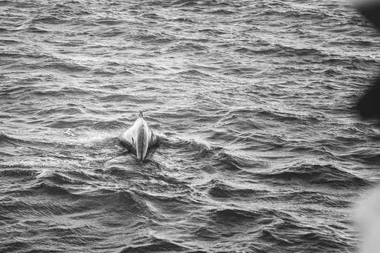A black and white photo shows a dolphin's back and dorsal fin breaking the surface of wavy ocean water.