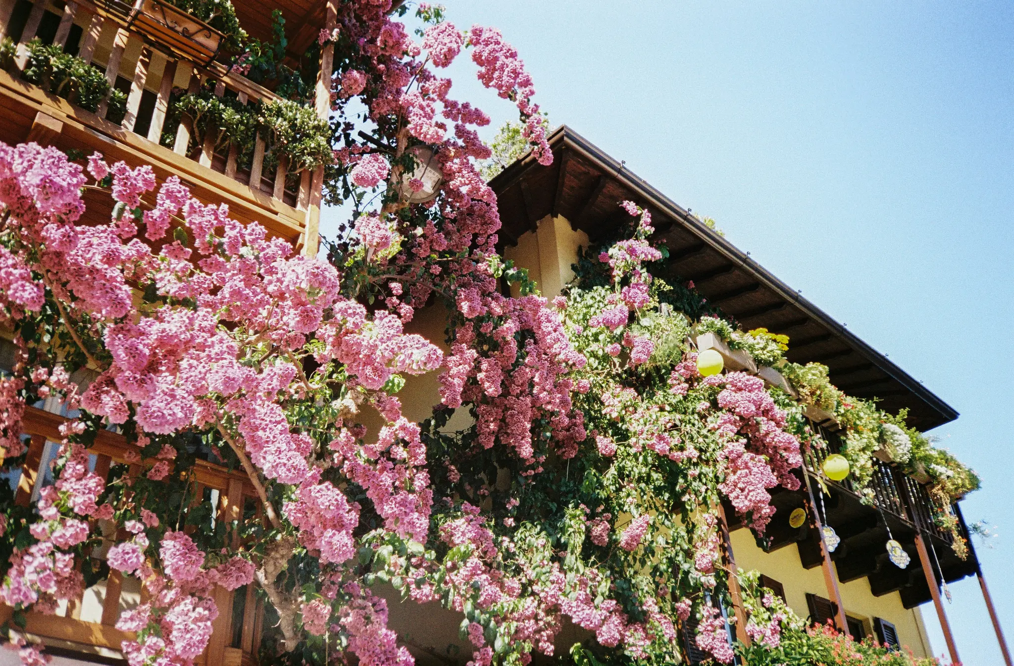 A low-angle view of two buildings heavily draped in vibrant pink flowering vines and green leaves under a clear blue sky.