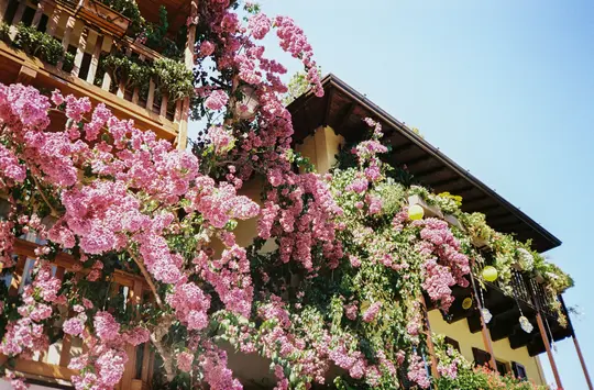 A low-angle view of two buildings heavily draped in vibrant pink flowering vines and green leaves under a clear blue sky.