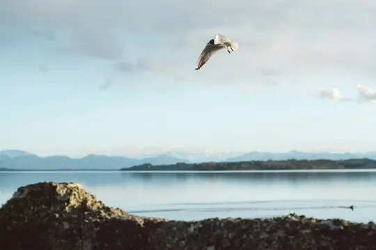 En hvid og sort måge med udstrakte vinger flyver hen over en rolig sø under en bleg blå himmel. Fjerne bjerge er synlige.