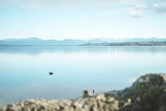A wide landscape photo of a calm, light blue lake with a small dark duck swimming. Snow-capped mountains are in the distance.