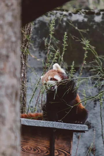 A red panda with reddish-brown fur and white markings on its face sits on a grey ledge, eating green leaves.