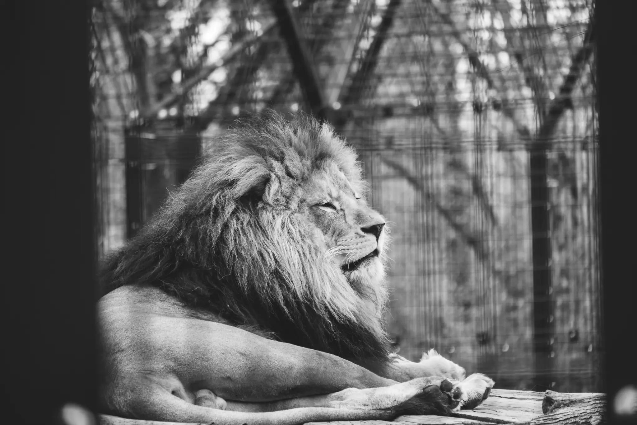 A black and white medium close-up shows a male lion with a thick mane resting, eyes closed, looking right.