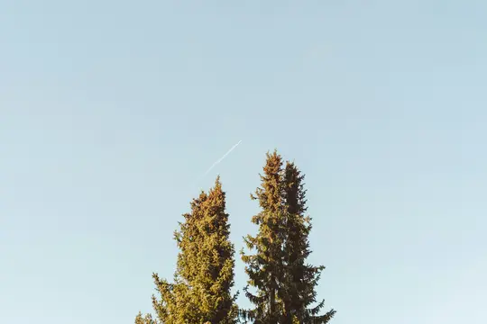Two tall, dark green evergreen trees with brown-tinged foliage stand against a clear, light blue sky. A white contrail…